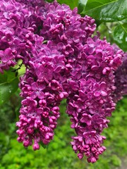 beautiful Lilac - close up photography in Berlin Treptow/Köpenick