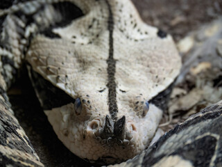 Snake in the reptile house of Cabarceno Park in Cantabria (Spain)