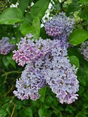 lilac blossom with green leaves, close up - Berlin Treptow/Köpenick Photography