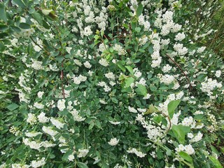 white blossoms in Berlin Treptow/Köpenick