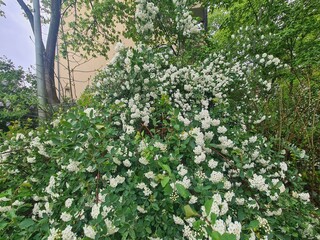 white blossoms in Berlin Treptow/Köpenick