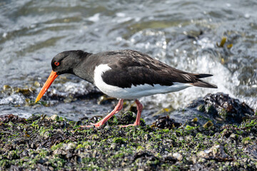 Eurasian oystercatcher (Haematopus ostralegus) on the shore of the Dutch North Sea