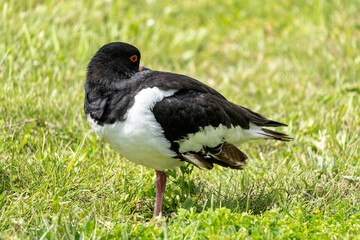 Eurasian oystercatcher (Haematopus ostralegus) resting on meadow