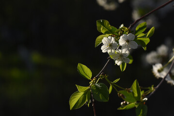 Close up of spring flowering white cherry tree branch. Cherry flowers in small clusters on a cherry tree branch, fading in to white, selective focus