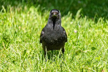 western jackdaw (Coloeus monedula) on meadow