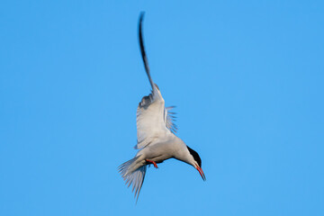 hovering common tern (Sterna hirundo) on the shore of the Ijsselmeer in the Netherlands