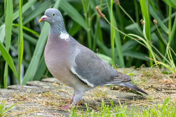 common wood pigeon (Columba palumbus)