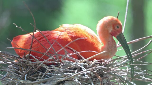 scarlet ibis bird