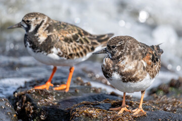 ruddy turnstone (Arenaria interpres) on the shore of the Dutch North Sea