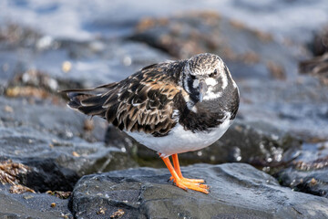 ruddy turnstone (Arenaria interpres) on the shore of the Dutch North Sea