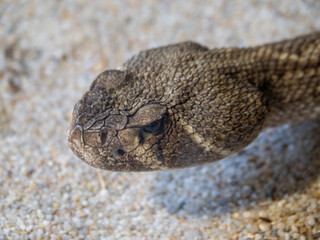 Snake in the reptile house of Cabarceno Park in Cantabria (Spain)