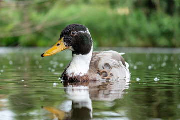 white neck hybrid male mallard (Anas platyrhynchos) swimming on a lake
