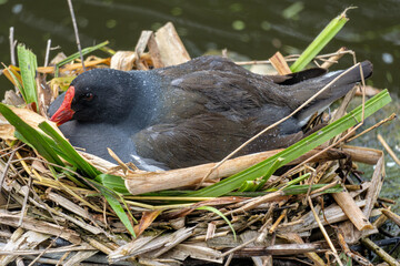 brooding common moorhen (Gallinula chloropus) in nest