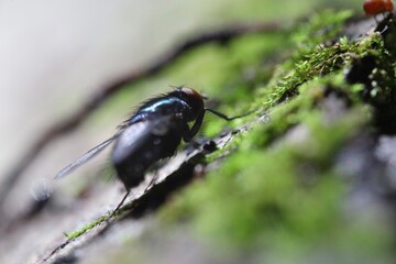Fly in the forest, summer forest, insect on moss, sunny nature 
