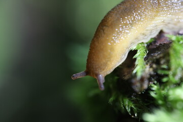 Green slug in a sunny summer forest, slug on the green moss, eyes in macro 