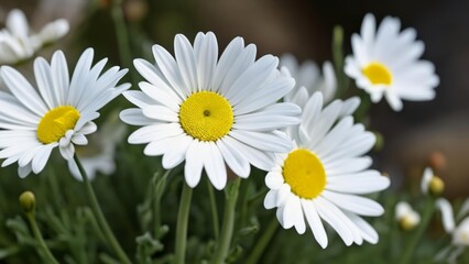 Fototapeta premium Blooming beauty A closeup of white daisies with vibrant yellow centers