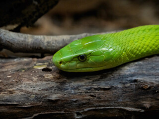 Dendroaspis angusticeps in the reptile house of the Cabarceno park in Cantabria (Spain)