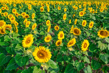 field of sunflowers