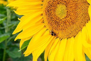 sunflower and bee