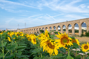 Fototapeta premium bridge over the river