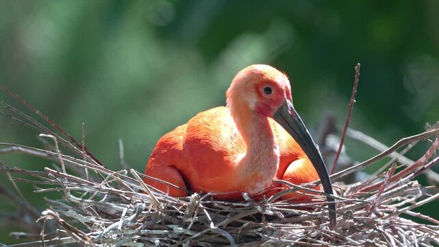 scarlet ibis bird