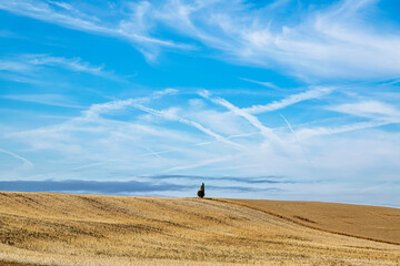Tree n the field