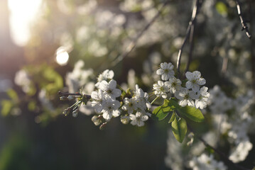 Close up of spring flowering white cherry tree branch. Cherry flowers in small clusters on a cherry tree branch, fading in to white, selective focus