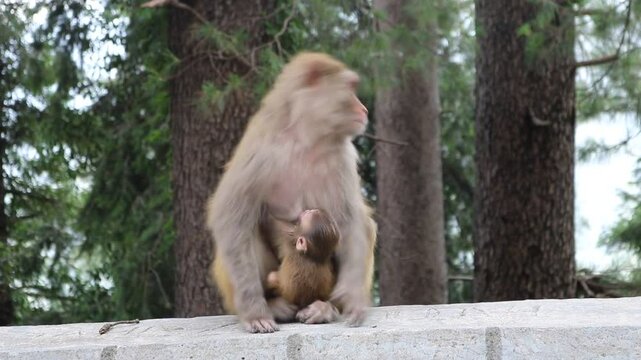 Mother Monkey feeding her cute little baby monkey
