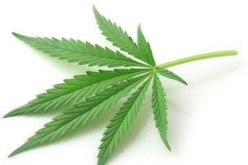 A single, vibrant green cannabis leaf lays on a pristine white background, showcasing its intricate detail and natural beauty