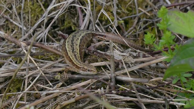 A close up of a common lizard (Zootoca vivipara) basking 