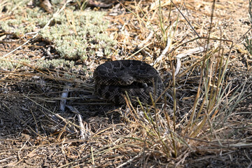 Rattle snake coiled up in shade of tree trunk.