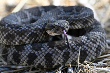Rattle snake in mountain region Southern California.