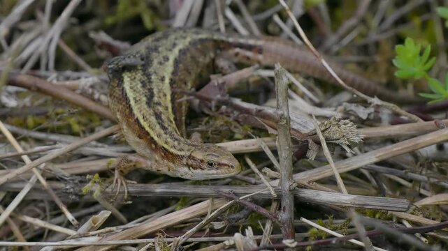 A close up of a common lizard (Zootoca vivipara) basking 