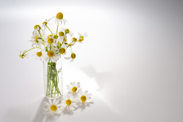 Fresh chamomile flowers on the white background. Hair treatment concept. Close up