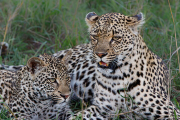 Leopard mother and cub - the female is taking care of the young leopard in Sabi Sands Game Reserve in the greater Kruger region in South Africa