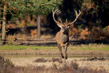 Red deer stag in the rutting season showing dominant bahaviour in the forest of National Park Hoge Veluwe in the Netherlands