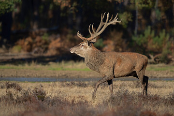 Red deer stag in the rutting season showing dominant bahaviour in the forest of National Park Hoge Veluwe in the Netherlands