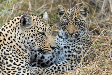 Leopard mother and cub - the female is taking care of the young leopard in Sabi Sands Game Reserve in the greater Kruger region in South Africa