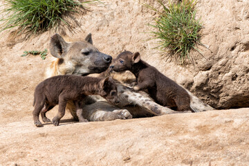 Spotted Hyena mother nursing her  pups at the den with sunrise in a Game Reserve in South Africa