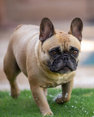 Close up of a French Bulldog with water dripping