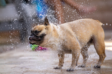 Fototapete bei efototapeten.de bestellen   