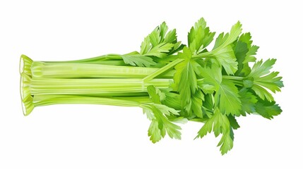 Celery with crisp watercolor stalks isolate on white background