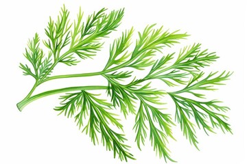 Fototapeta premium Fennel visualized with vibrant watercolor fronds isolate on white background
