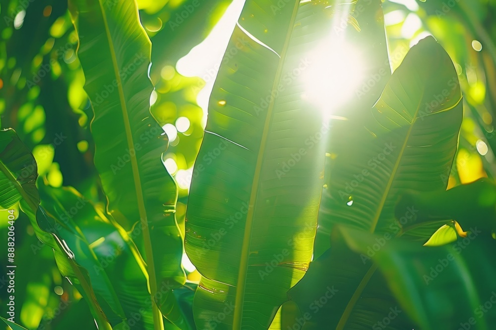 Poster lush green foliage with sunlight filtering through, creating a vibrant and refreshing scene.