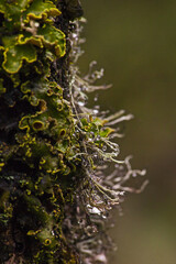 Different lichens together 14115