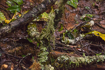 Different lichens together 14126