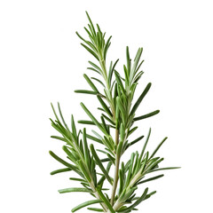 Fototapeta premium Rosemary isolated on transparent background
