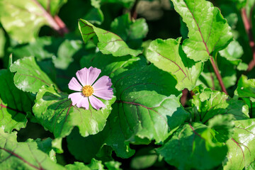 A small purple flower is sitting on a green leaf