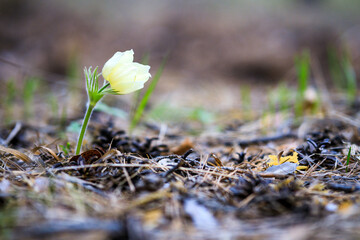A white snowdrop flower in the forest, bent to the ground