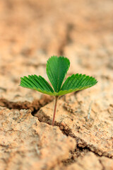 vertical photo of a green plant with three leaves growing despite the drought